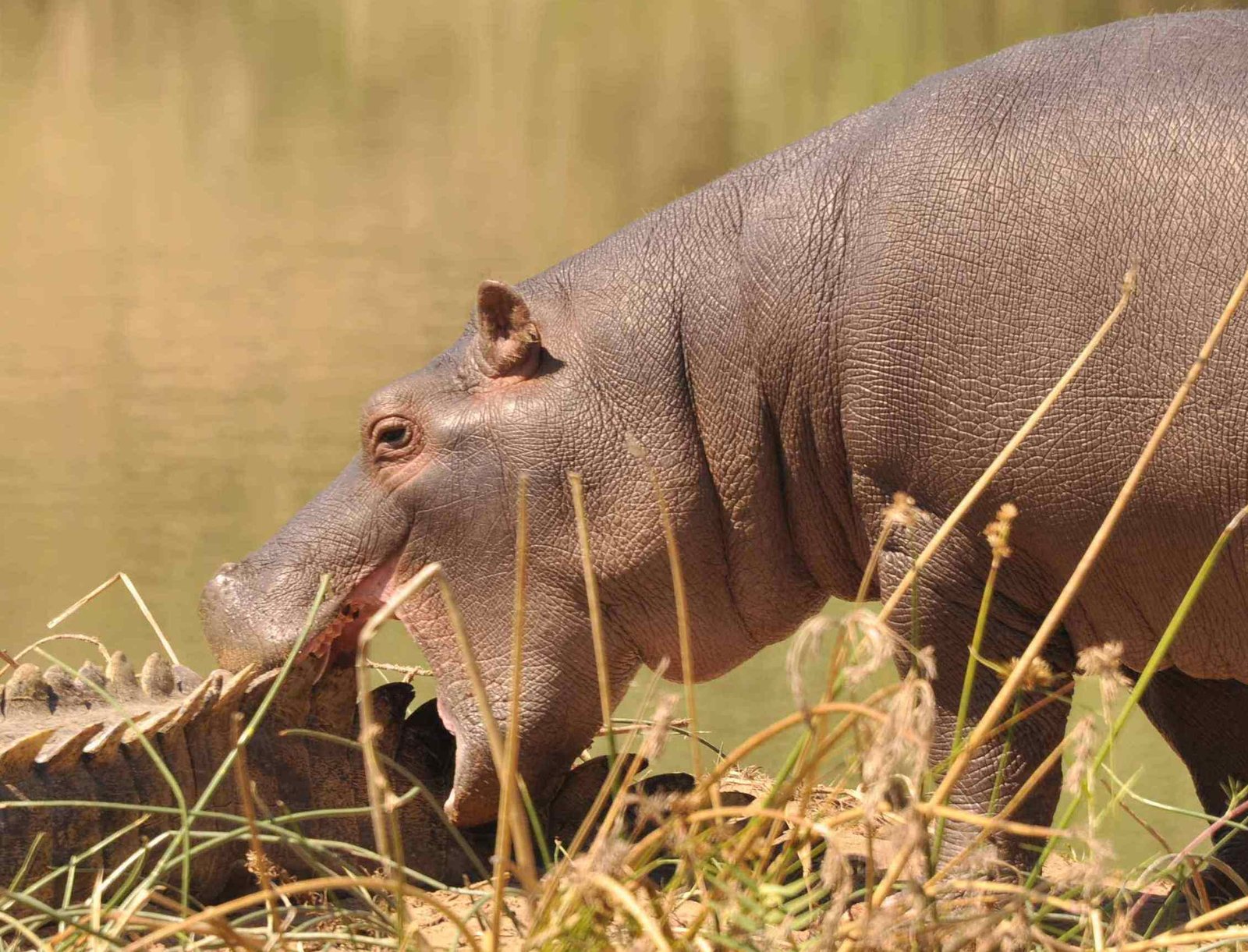 Baby hippo plays with crocodile Sept 2015