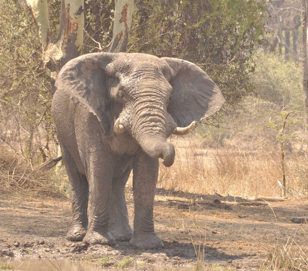 Elephant Birthdays Oct 2015