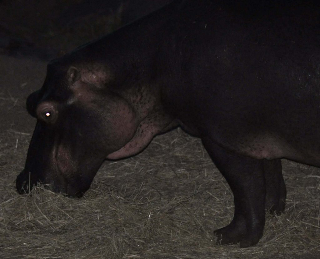 Hippos in the Drought Jan 2016