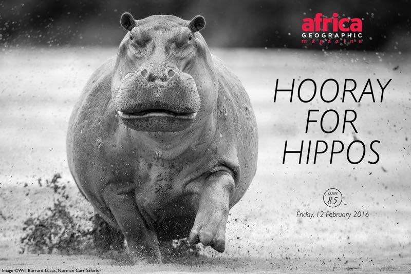 Africa Geographic : Hooray for hippos