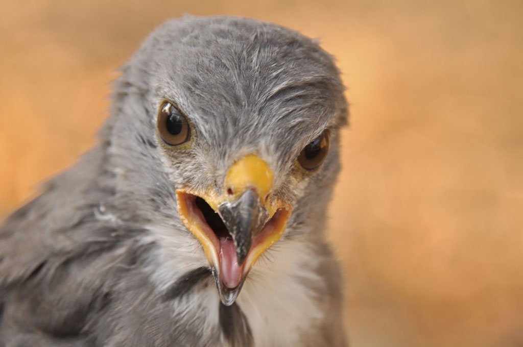 Lizzie the Lizard Buzzard Feb 2016