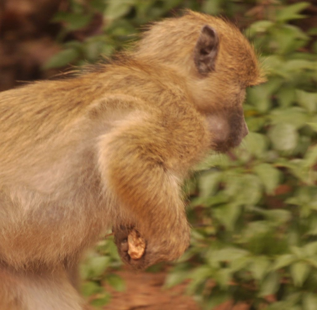 Rocksie The Baboon March 2016