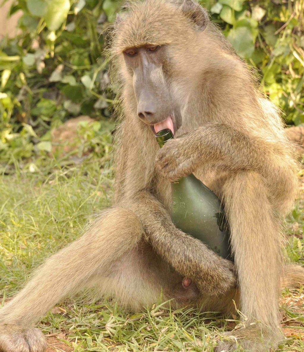 Baboons Having Fun April 2016