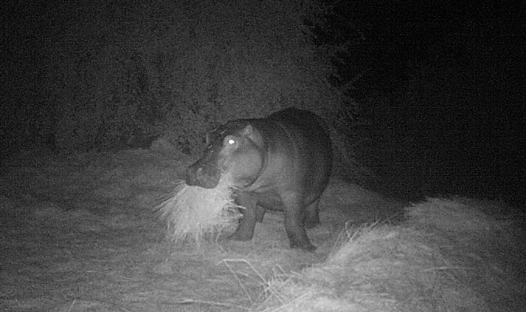 Feeding Hippos  May 2016