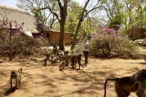 wendy-feeding-the-baboons