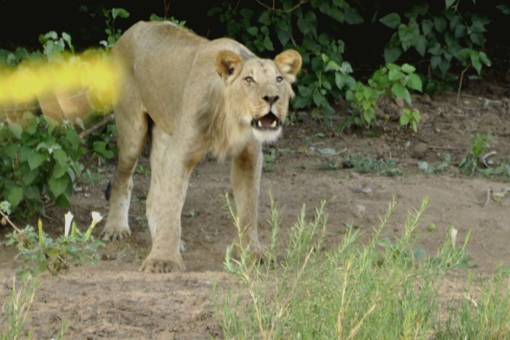 Lion Roaring December 2016