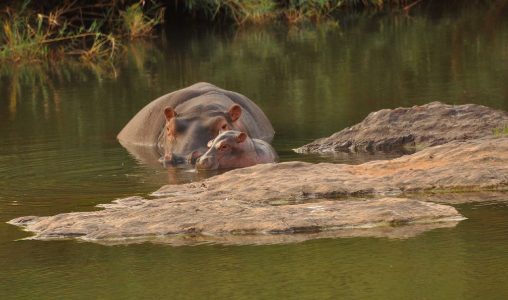 relief-and-her-new-calf-oct-2017