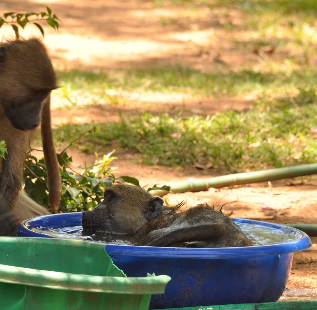 Baboons playing in water Baboons playing in water