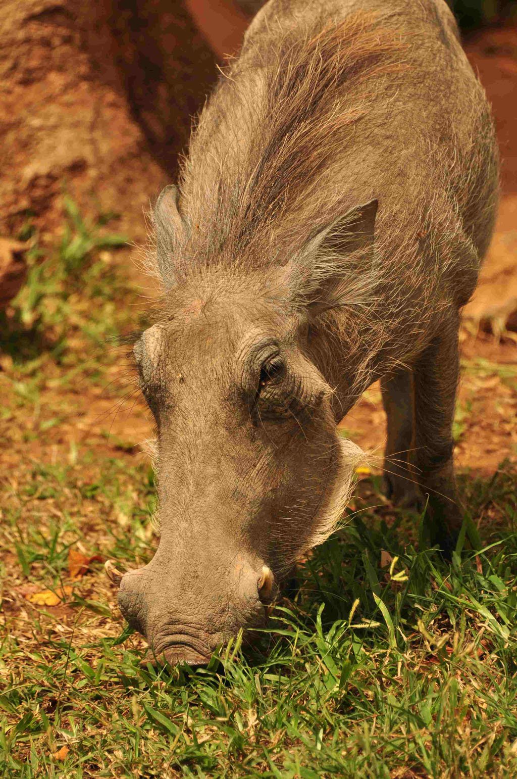 Winny the Warthog Winny the Warthog