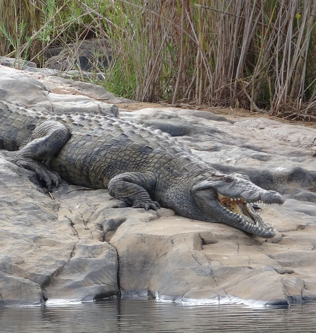 V120 Croc by Pool July 2018 Croc by Pool July 2018