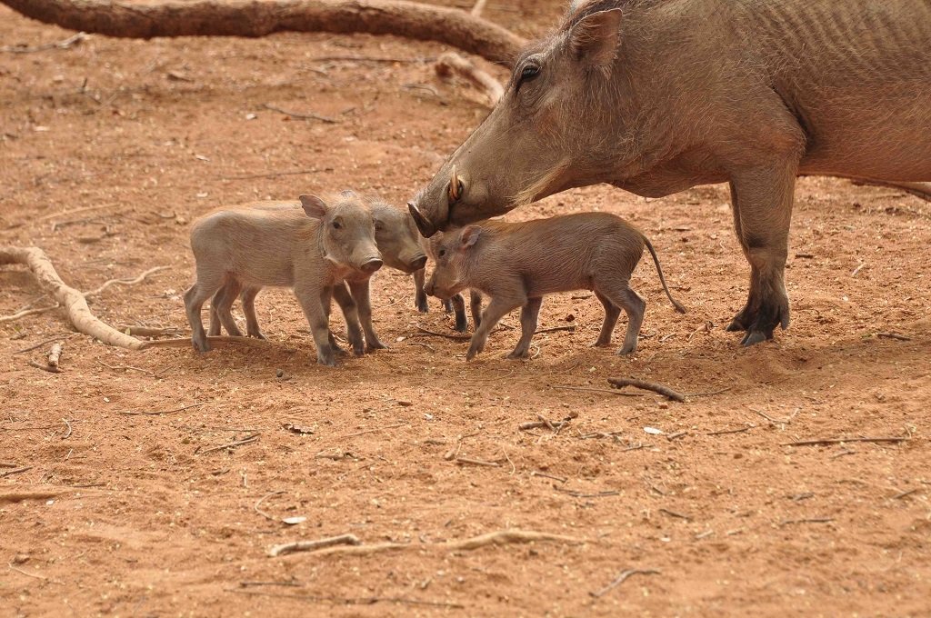 V123 Winny and babies Winny and babies