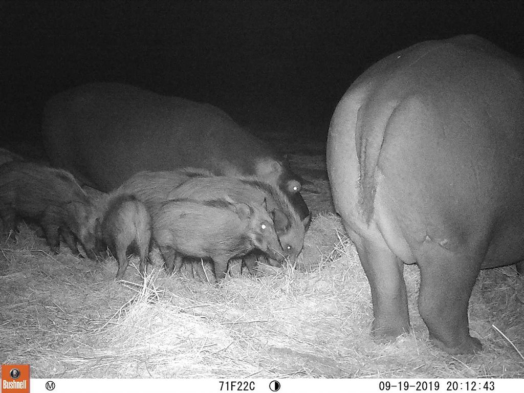 bushpigs-and-hippos-at-feeding-station bushpigs-and-hippos-at-feeding-station
