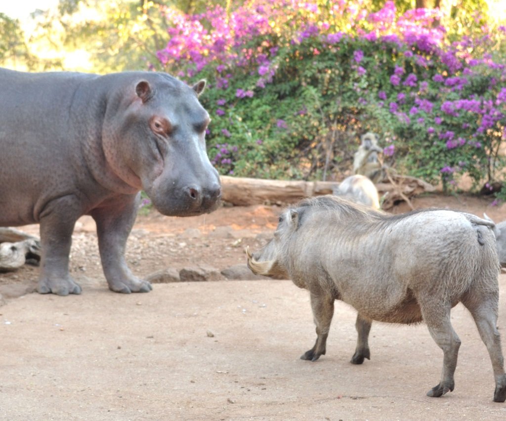 Steve1 June 2020 Steve and warthog
