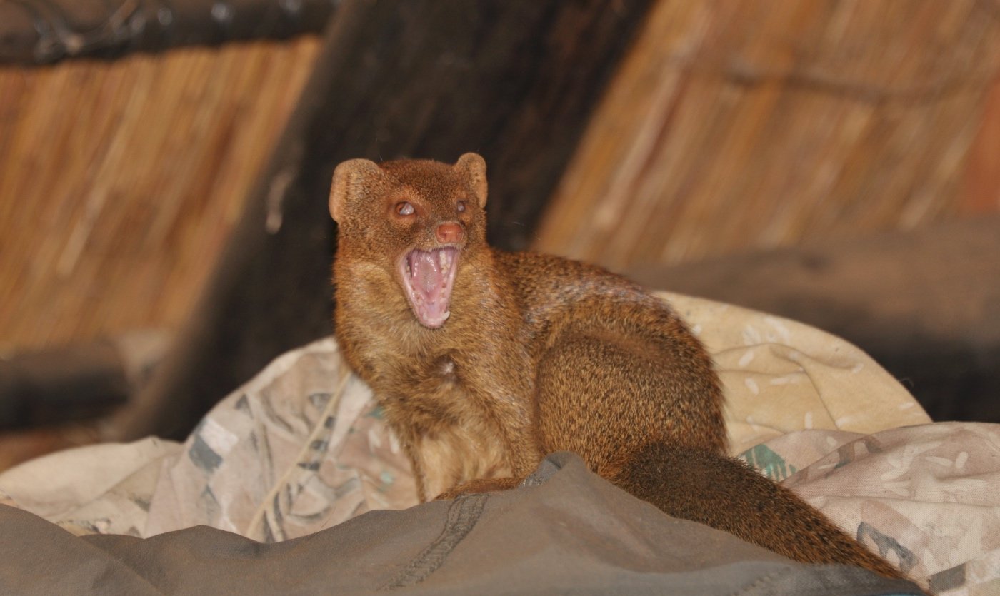 Latest News from Squiggle