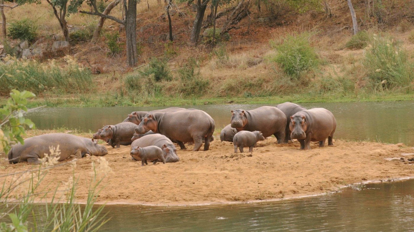 Temba’s Familly- 2020