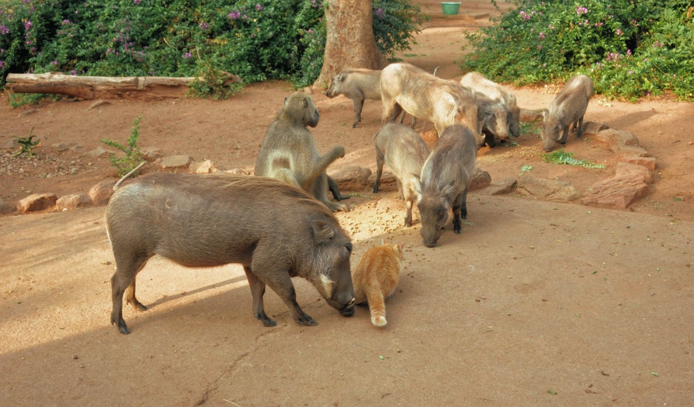 warthogs_at_karen_hippohaven