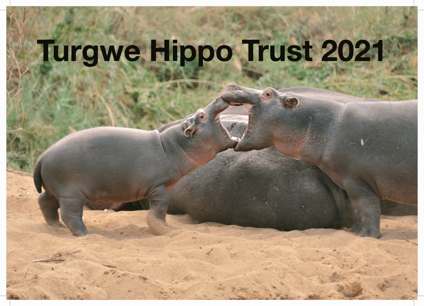 cover_hippos Hippo's calendar cover page