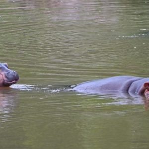 Naming Picot's Calf