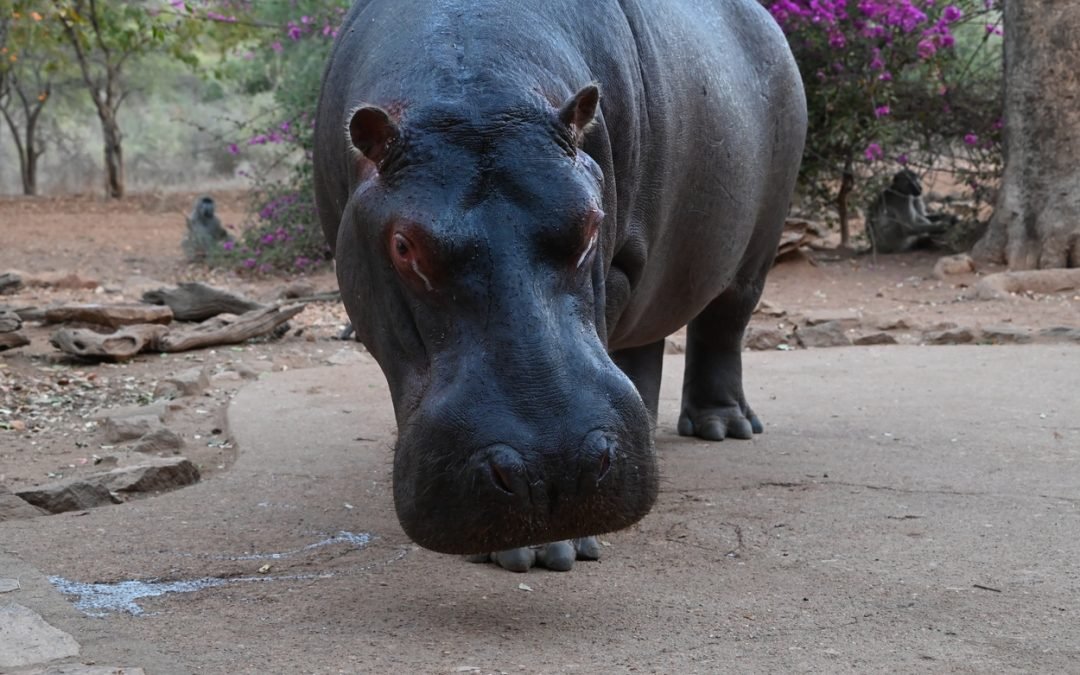 Steve the hippo and other animals August 2021