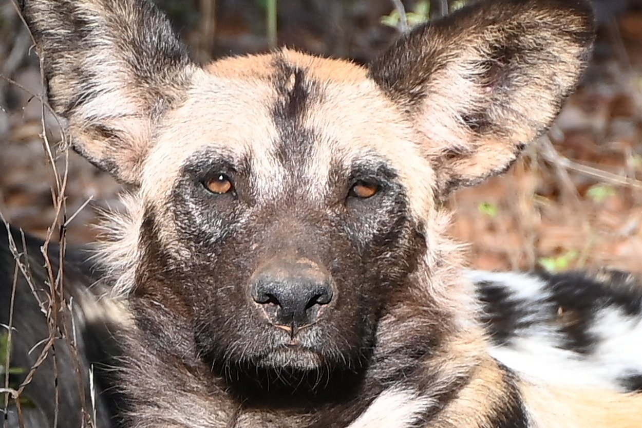 Wild dog Aug 2022 Wild Dog Aug 2022