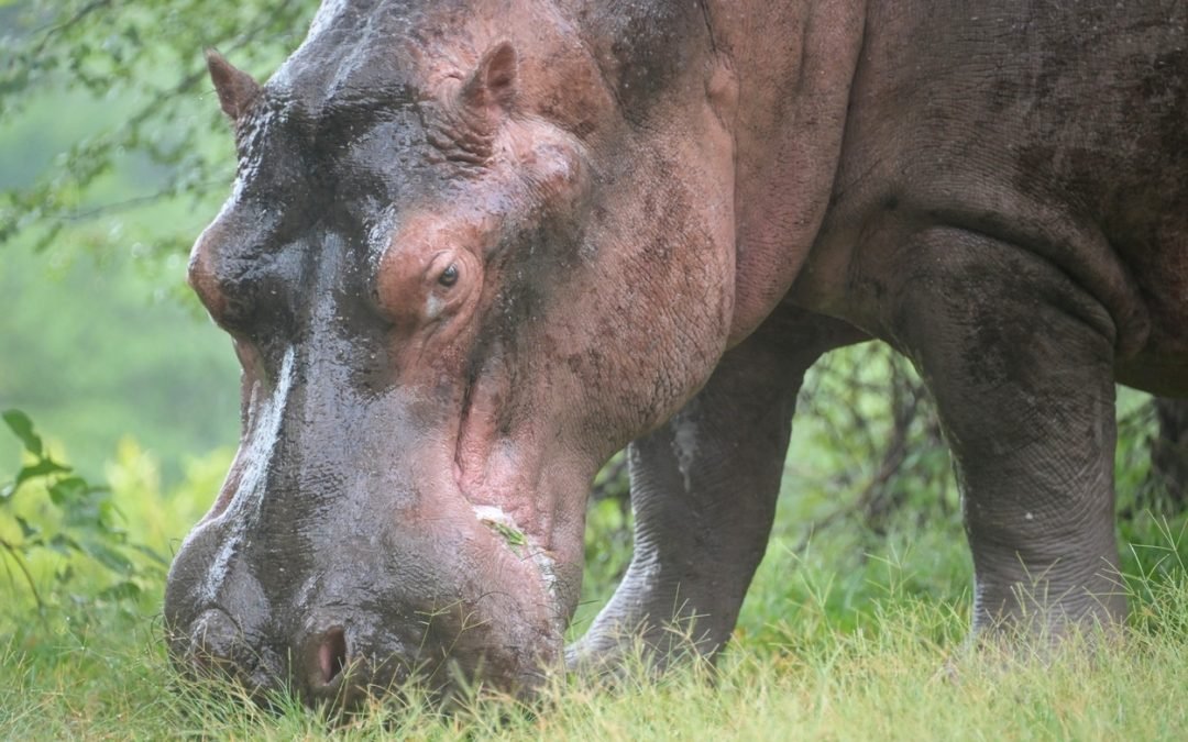 Steve hippo Feb 2023