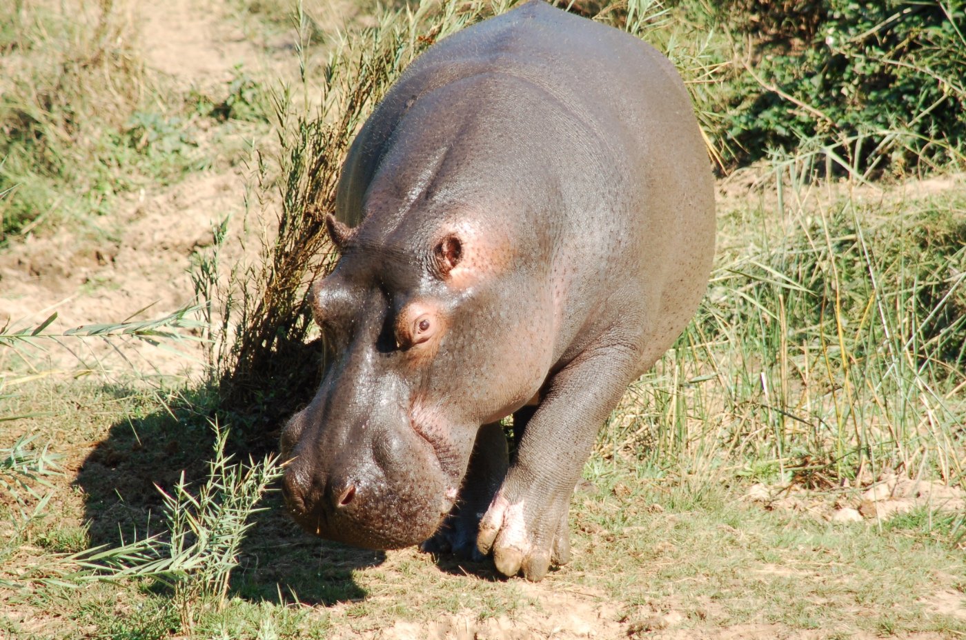 TEMBIA – Possibly Shot on December 23rd 2022.