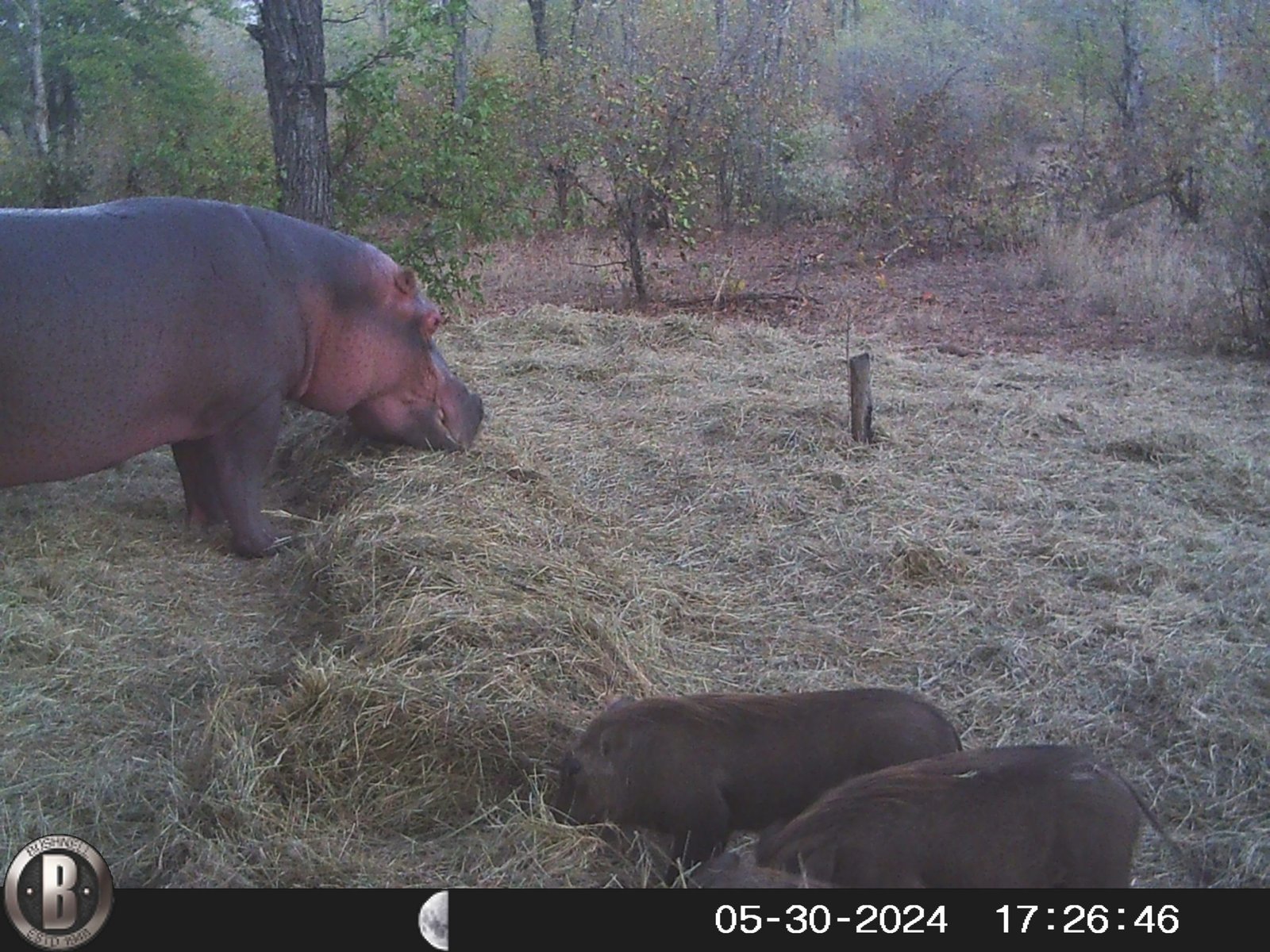 Drought feeding update July 1st 2024