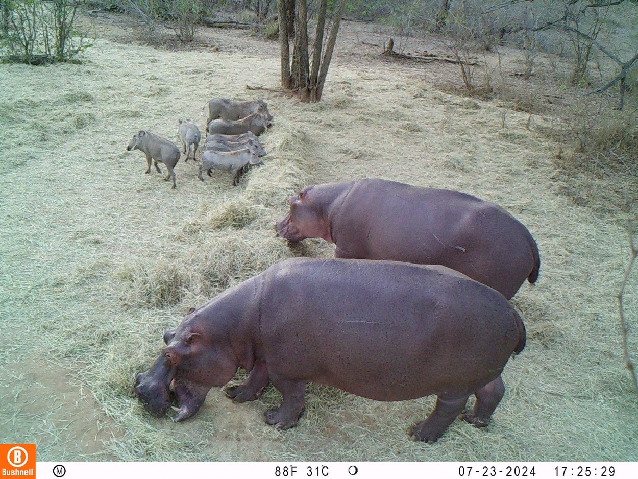 Hippos and Warthogs