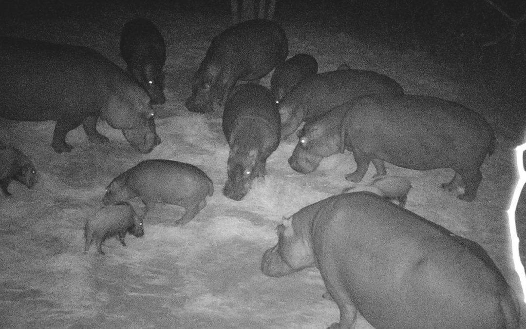 Feeding During Drought October 2024