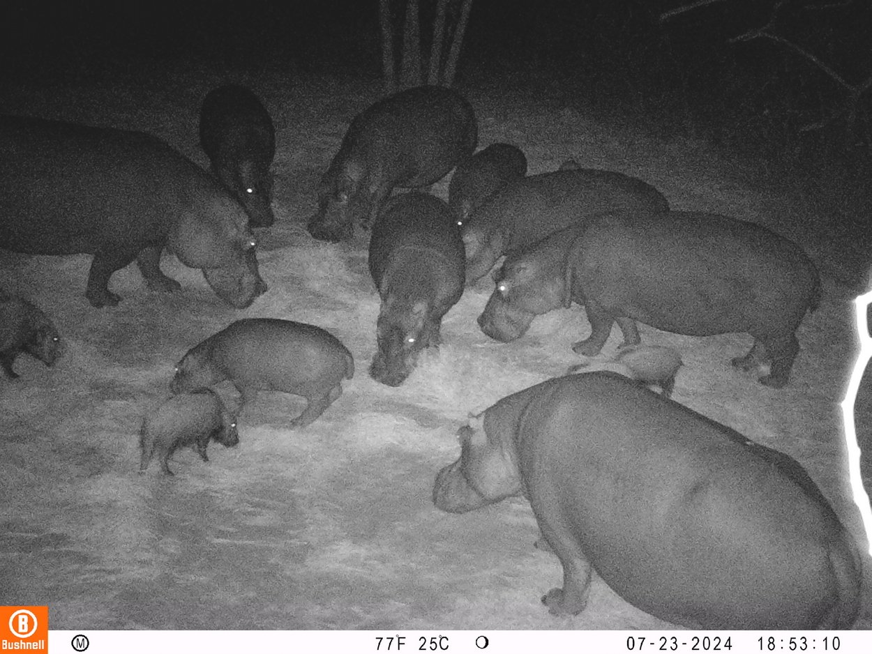 Some of Kuchek's Family Feeding