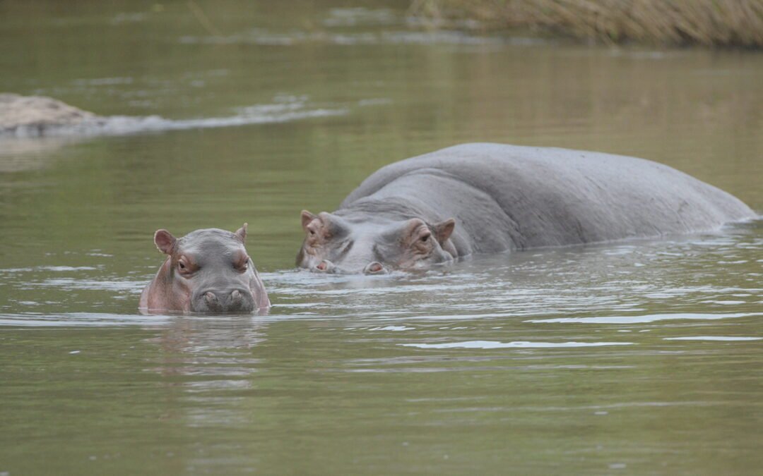 Winner of Name the Baby Hippo