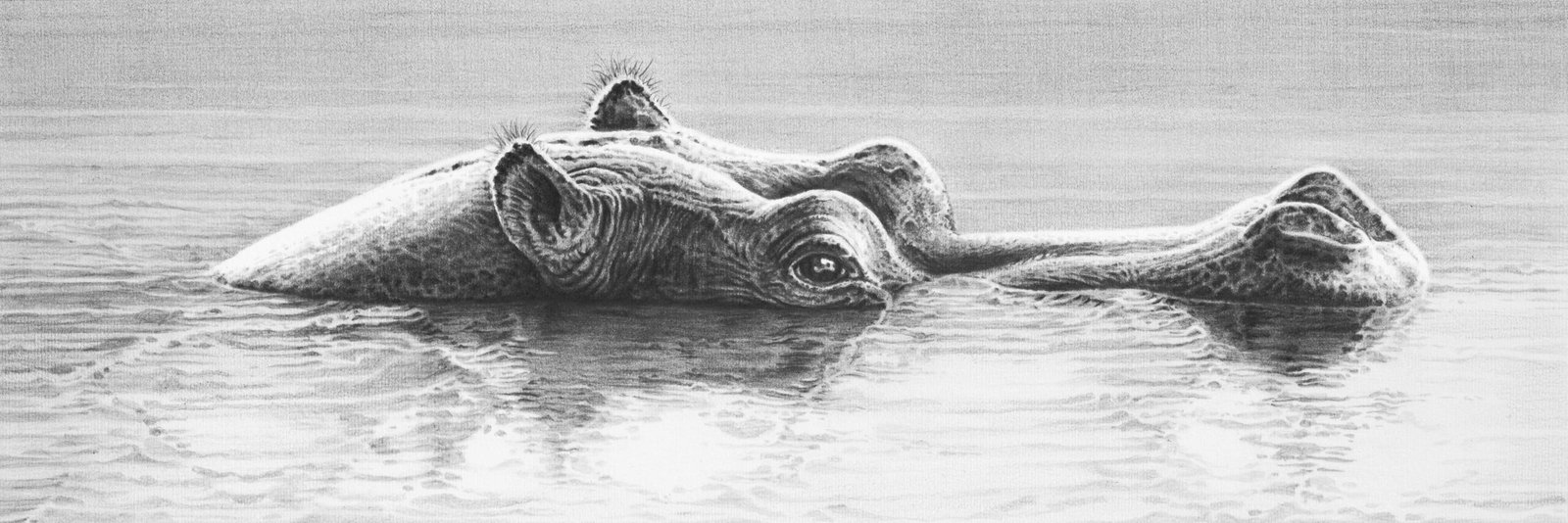 Hippo final